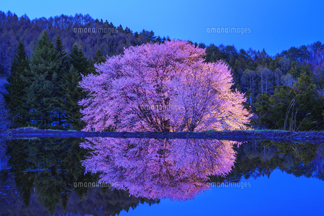 天王桜夜景[25053020496]の写真・イラスト素材｜アマナイメージズ