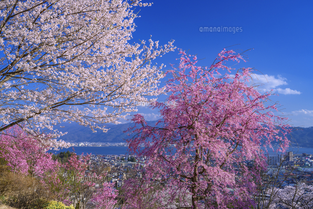 水月公園の桜と諏訪湖[25053020526]の写真・イラスト素材｜アマナ