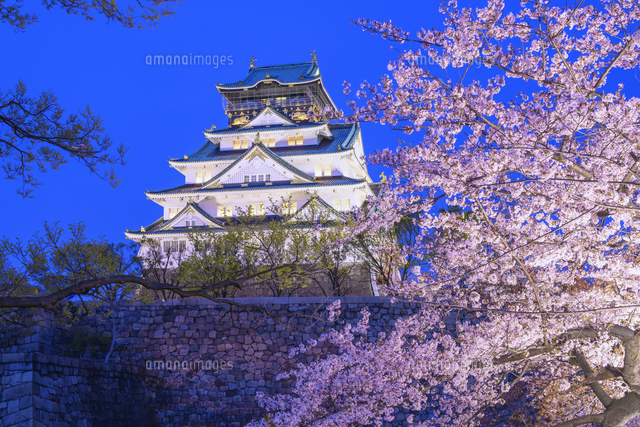 桜咲く大阪城夜景[25053020628]の写真・イラスト素材｜アマナイメージズ