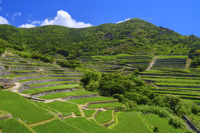 春日の棚田 25053020841 の写真素材 イラスト素材 アマナイメージズ