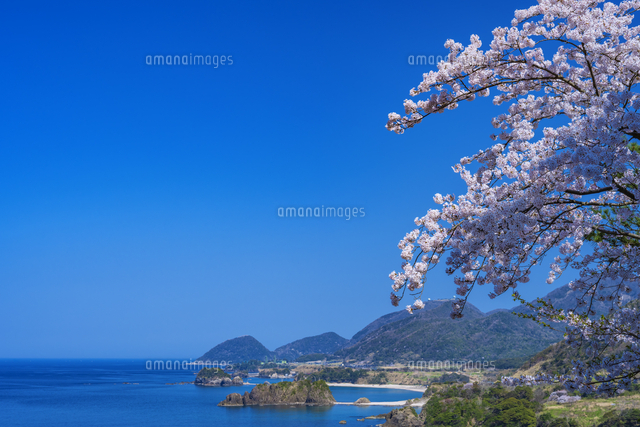 丹後松島と桜[25053023260]の写真・イラスト素材｜アマナイメージズ