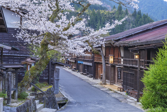 妻籠宿と桜[25053024269]の写真・イラスト素材｜アマナイメージズ