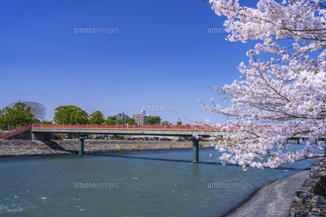 （真作）飛騨川の朝霧橋 朝霧橋と桜[25053024341]の写真・イラスト素材｜アマナイメージズ