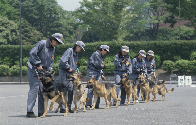 警察犬団体訓練競技 の写真素材 イラスト素材 アマナイメージズ