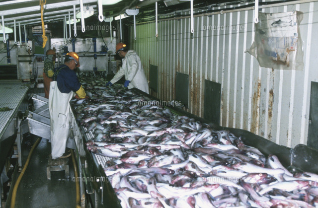 にしんの加工工場 の写真素材 イラスト素材 アマナイメージズ