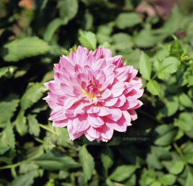 ダリア プリンセスマサコ の写真素材 イラスト素材 アマナイメージズ