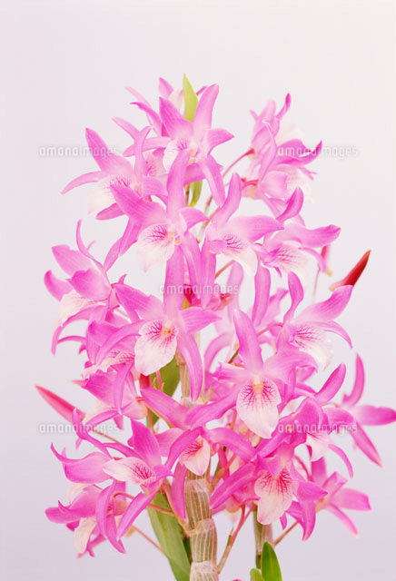 デンドロビューム ピーチボーイ の写真素材 イラスト素材 アマナイメージズ