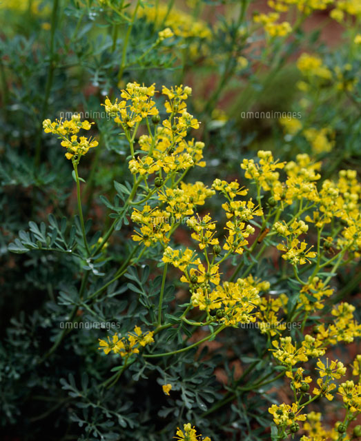 ルー ヘンルウダ ハーブ の写真素材 イラスト素材 アマナイメージズ