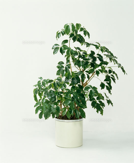 観葉植物 シェフレラグランディ の写真素材 イラスト素材 アマナイメージズ
