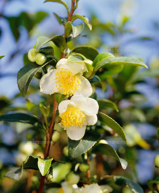 お茶の花 の写真素材 イラスト素材 アマナイメージズ