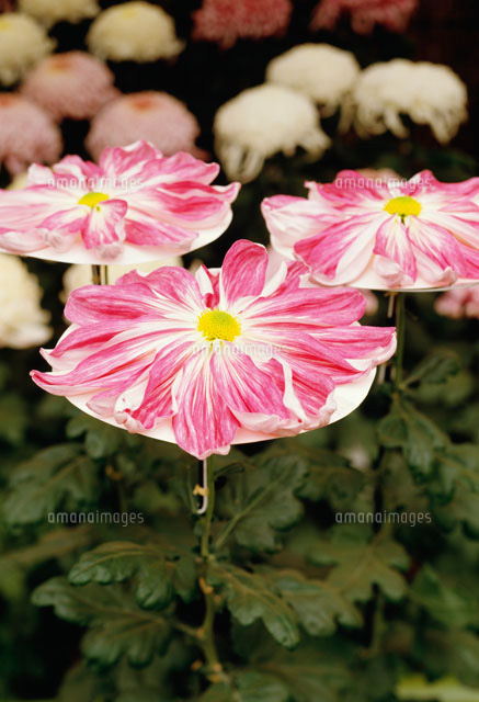 菊の花 62394607_b994e992bd_b.jpg