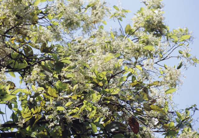 サラノキ 沙羅双樹 の下でシャカが涅槃 フタバガキ科 の写真素材 イラスト素材 アマナイメージズ