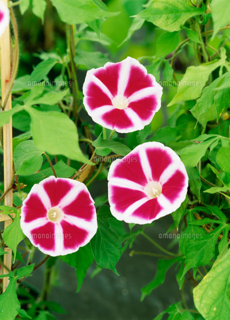 曜白 ようじろ アサガオ の写真素材 イラスト素材 アマナイメージズ