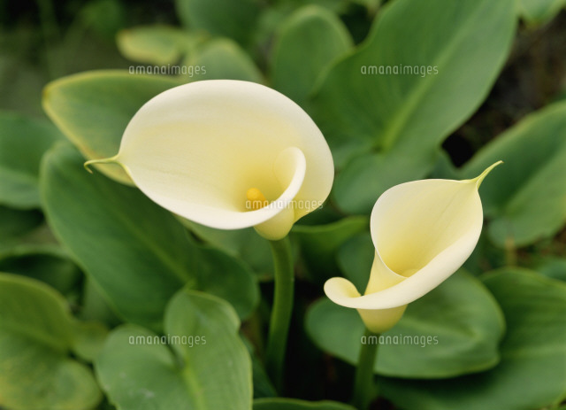 カラー ウエディングマーチ の写真素材 イラスト素材 アマナイメージズ