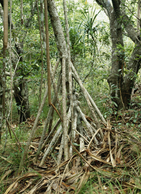 タコノキ 小笠原固有種[25105003838]の写真・イラスト素材｜アマナ