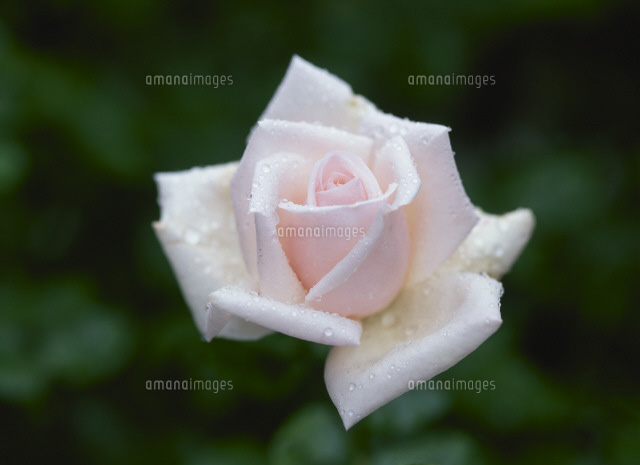 秋バラ Ht ロイヤルハイネス の写真素材 イラスト素材 アマナイメージズ