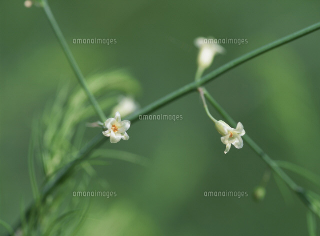 アスパラガスの花 ユリ科 の写真素材 イラスト素材 アマナイメージズ