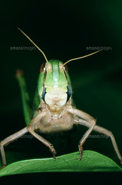 トノサマバッタの顔 の写真素材 イラスト素材 アマナイメージズ