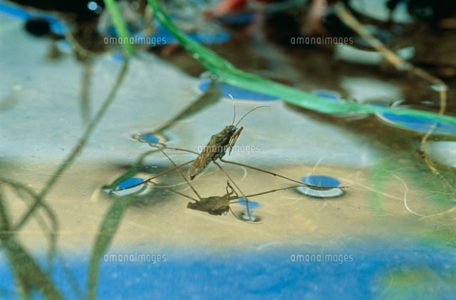 アメンボ の写真素材 イラスト素材 アマナイメージズ