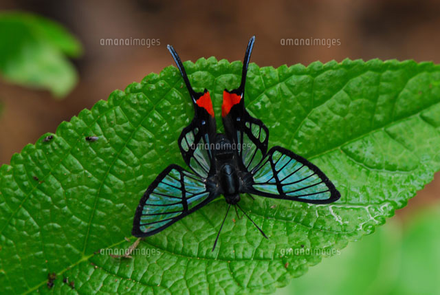 スカシツバメシジミタテハ[25107001028]の写真・イラスト素材｜アマナ