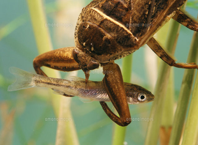 タガメ の写真素材 イラスト素材 アマナイメージズ