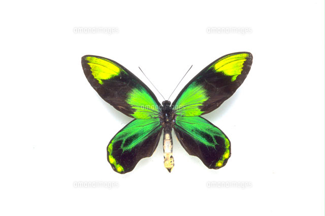 ビクトリアトリバネアゲハ♂♀ ビクトリアトリバネアゲハ♂♀ 蝶の標本 ビクトリアトリバネアゲハ O