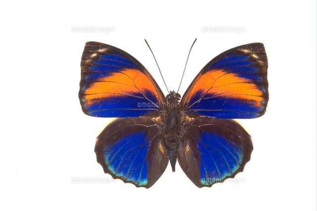 蝶標本　珍品 ミイロタテハ アグリアス ファルキドンミイロタテハ 蝶標本 珍品 ミイロタテハ アグリアス ファルキドンミイロタテハ Yahoo