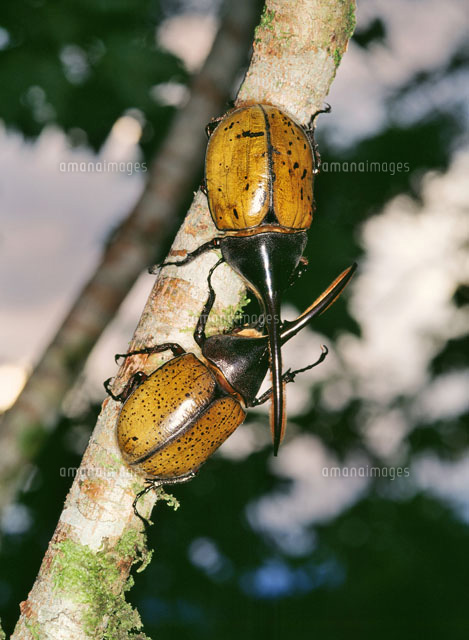 ヘラクレスオオカブト の写真素材 イラスト素材 アマナイメージズ
