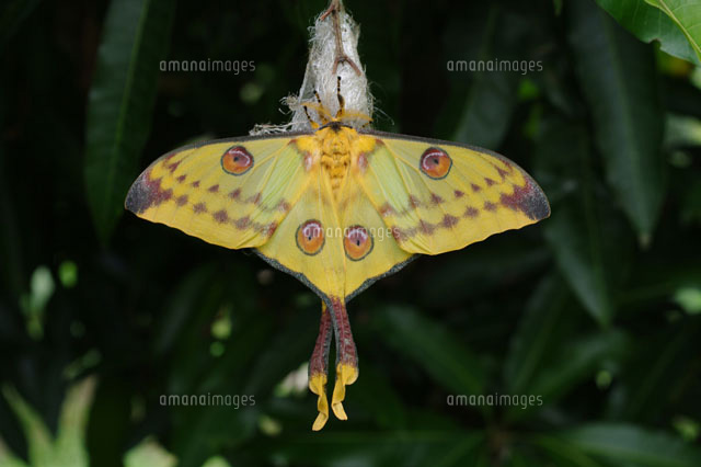 マダガスカルオナガヤママユ[25107001122]の写真・イラスト素材