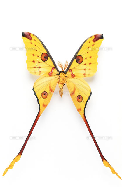 マダガスカルオナガヤママユ[25107001123]の写真・イラスト素材