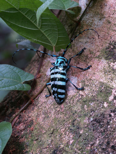 アオオビハデツヤカミキリ の写真素材 イラスト素材 アマナイメージズ