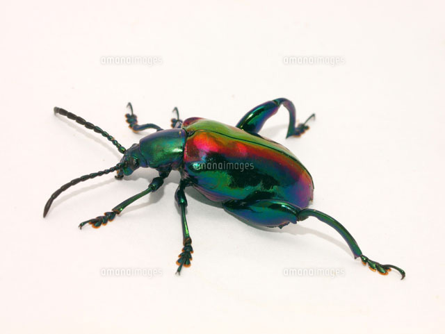 モモブトオオルリハムシ[25107001191]の写真・イラスト素材｜アマナ