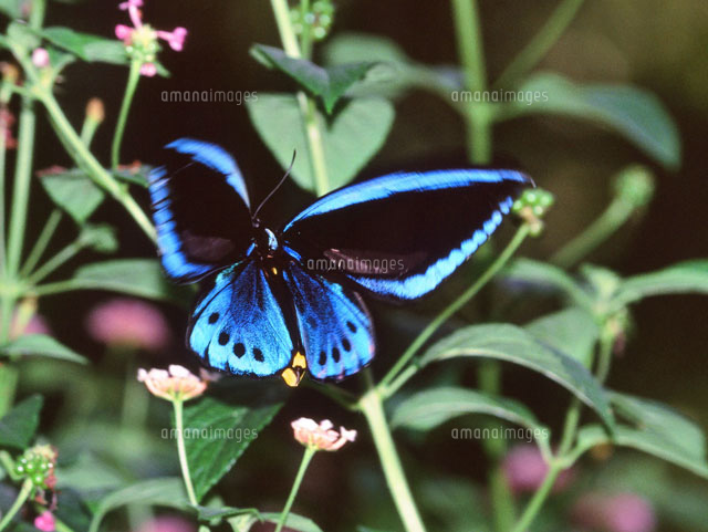 アオメガネトリバネアゲハ[25107001196]の写真・イラスト素材｜アマナ