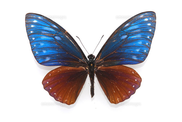 オオムラサキマネシアゲハ[25107001251]の写真・イラスト素材｜アマナ