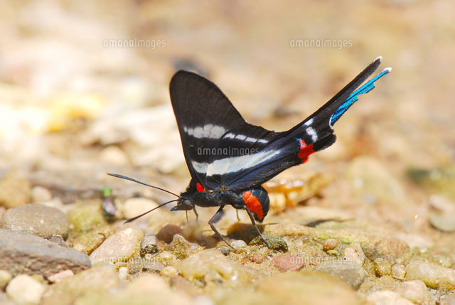 オナガツバメシジミタテハ[25107001256]の写真・イラスト素材｜アマナ