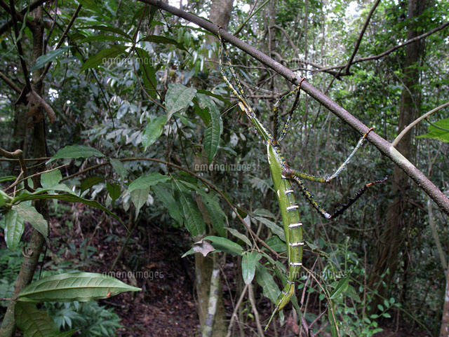 ゴライアスオオトビナナフシ 陸のザリガニ歩くソーセージコノハムシ