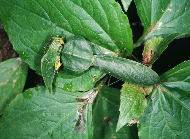 標本】ナンベイマルムネカマキリ Choeradodisキリギリスカマドウマ