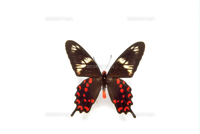 ヘクトールベニモンアゲハ[25107001385]の写真・イラスト素材｜アマナ