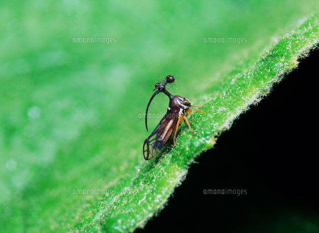 ヨツコブツノゼミ[25107001435]の写真・イラスト素材｜アマナイメージズ