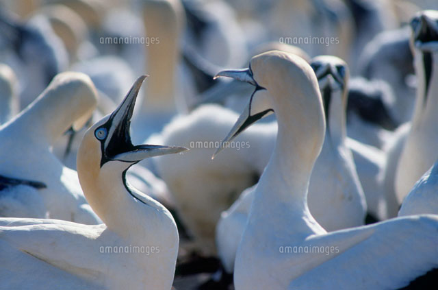 ケープシロカツオドリ[25119000059]の写真素材・イラスト素材｜アマナイメージズ