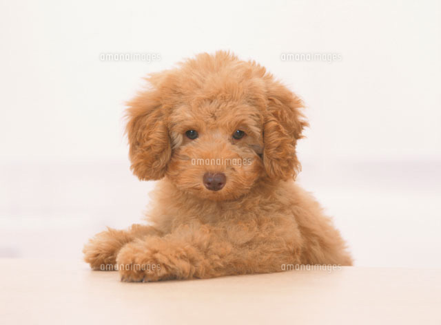 テディベアカットのトイプードル の写真素材 イラスト素材 アマナイメージズ