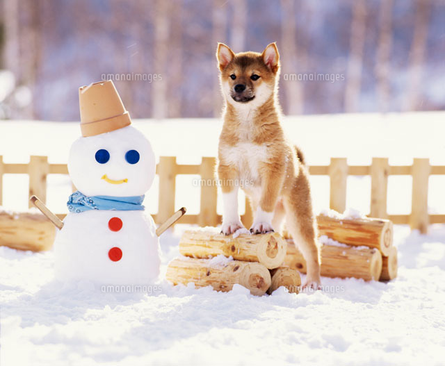 雪だるまと柴犬 の写真素材 イラスト素材 アマナイメージズ