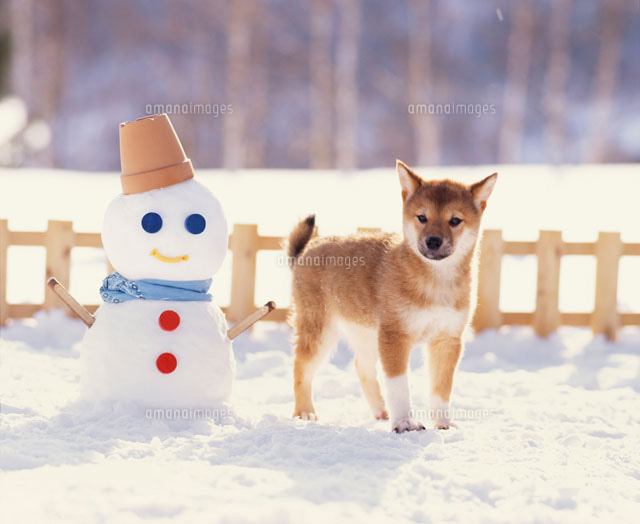 雪だるまと柴犬 の写真素材 イラスト素材 アマナイメージズ