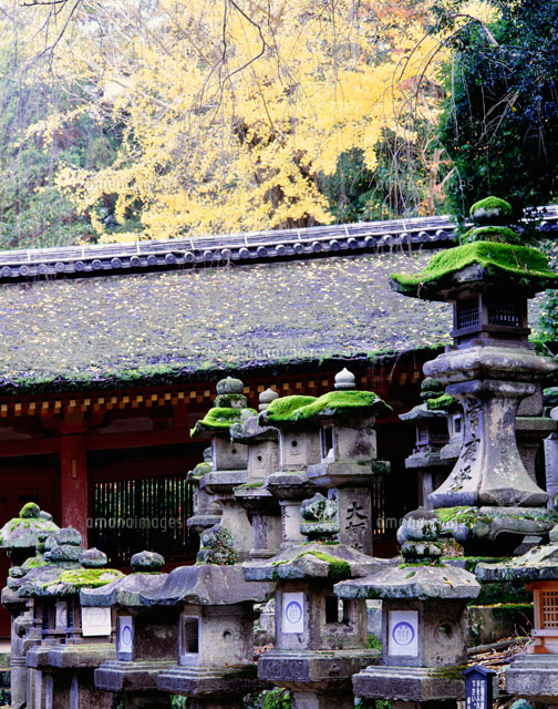 春日大社の石灯篭 の写真素材 イラスト素材 アマナイメージズ