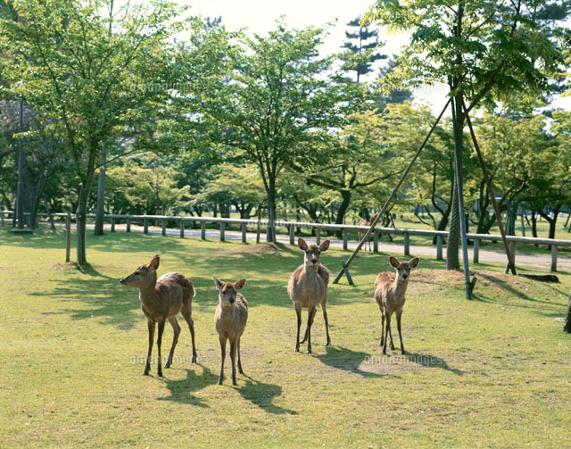 奈良公園 奈良市 の写真素材 イラスト素材 アマナイメージズ