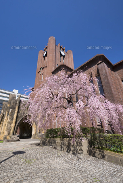 水彩画 東京大学　安田講堂　　SHO 桜咲く東京大学安田講堂[25167012853]の写真・イラスト素材