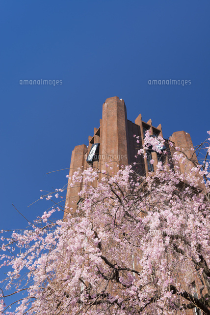 桜咲く東京大学安田講堂 の写真素材 イラスト素材 アマナイメージズ