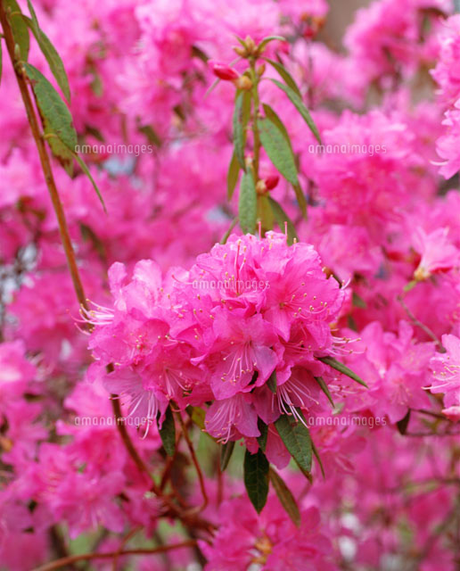 ロードデンドロン 和名 吉野つつじ の写真素材 イラスト素材 アマナイメージズ ロードデンドロン 和名 吉野つつじ の写真素材 イラスト素材 アマナイメージズ