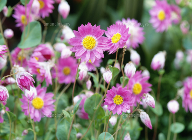 ローダンセ の写真素材 イラスト素材 アマナイメージズ