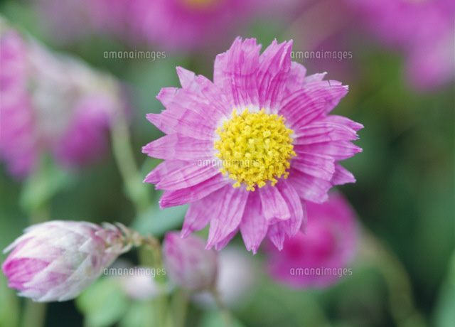 ローダンセ の写真素材 イラスト素材 アマナイメージズ